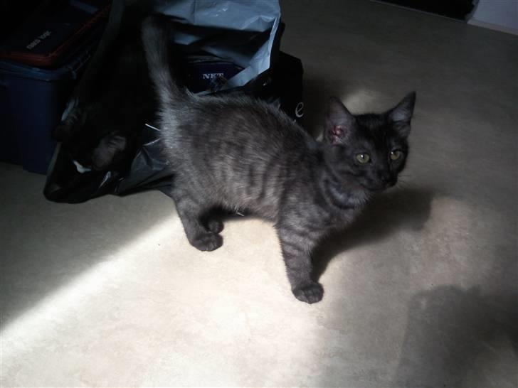 Blanding af racer Tia - Der var engang hvor Tia kun var 8 uger gammel. billede 2