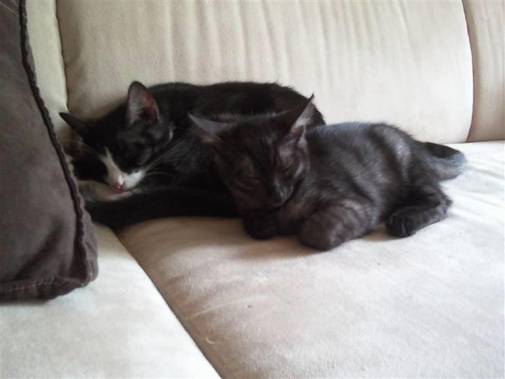 Blanding af racer Tia - Mor og datter i en hyggestund. billede 3