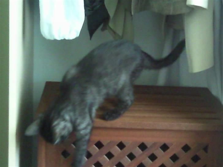 Blanding af racer Tia - "Wuhu, det sjovt at gå på opdagelse i klædeskabet! " billede 4