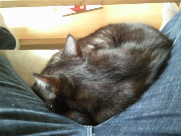 Blanding af racer Tia - Mors lille puttemås :) billede 5