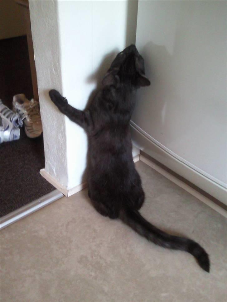 Blanding af racer Tia - "Uha, når jeg er i løbetid så elsker jeg bare alle!! Selv væggene skal have en krammer!!" billede 6