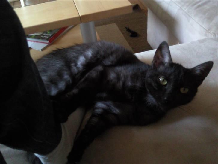 Blanding af racer Tia - Lille frk.Klister :) billede 7