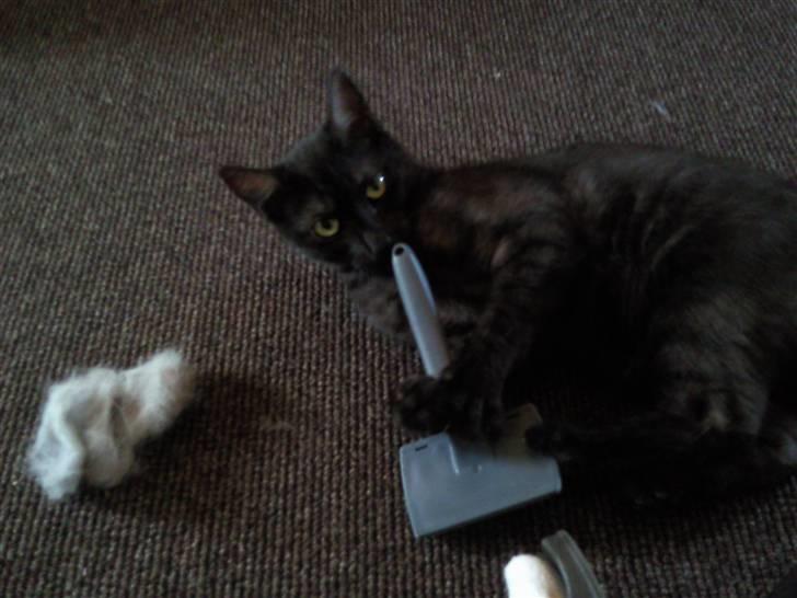 Blanding af racer Tia - Jeps Jeps, hun har en speciel pels! Sort uden på og hvid underuld....  billede 8