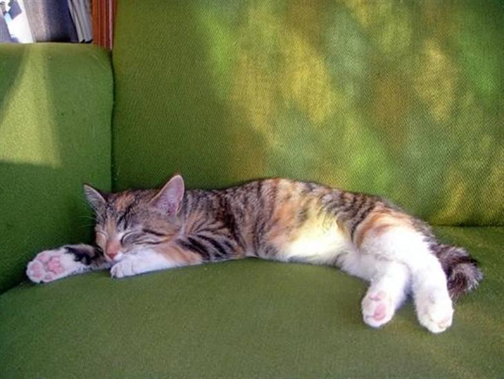 Huskat Sofie   (solgt) - Den sidste aften sol nydes billede 8