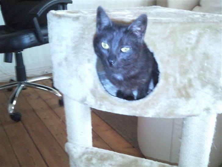 Blanding af racer Tia - Nyt legetøj!! Med en hule..! GODKENDT :) billede 9