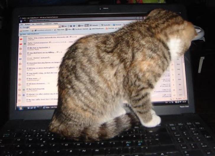 Huskat Sofie   (solgt) - Så skal markøren jagtes billede 9