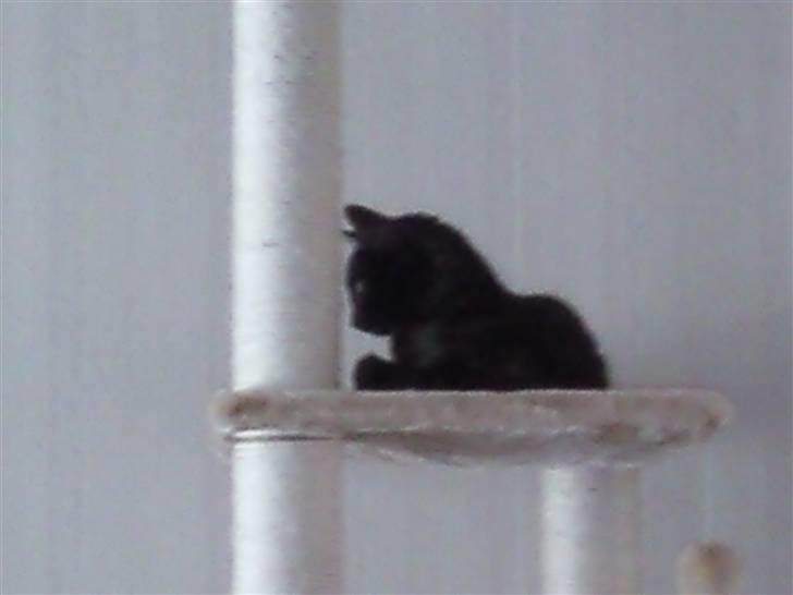 Blanding af racer Tia - Det vist lidt hårdt at kravle helt til tops... billede 10