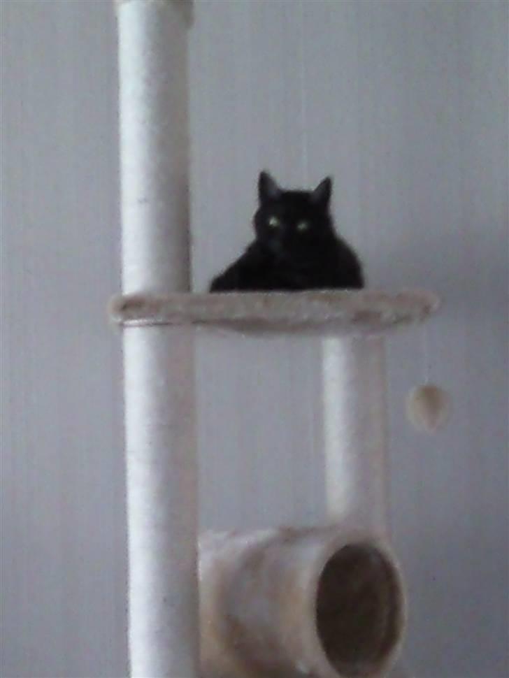 Blanding af racer Tia - Chilling on the top...  billede 11