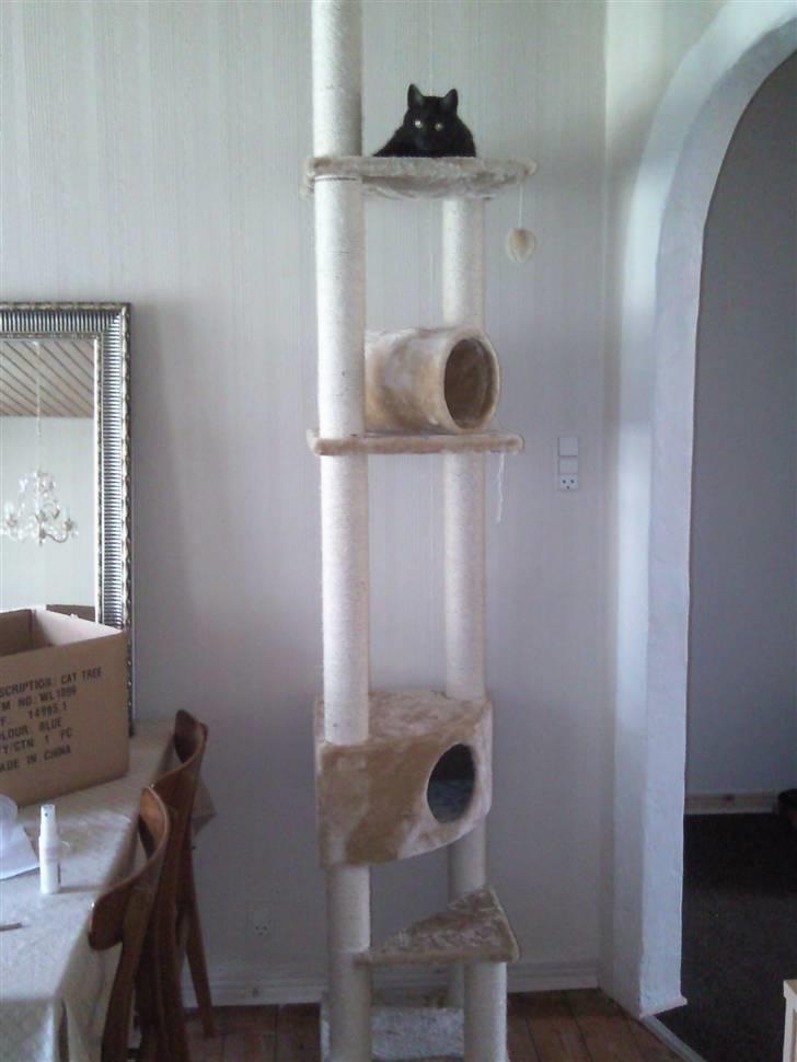 Blanding af racer Tia billede 12