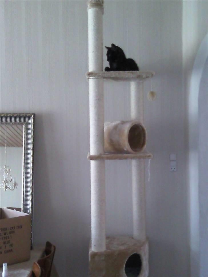 Blanding af racer Tia - Nyder udsigten... billede 13