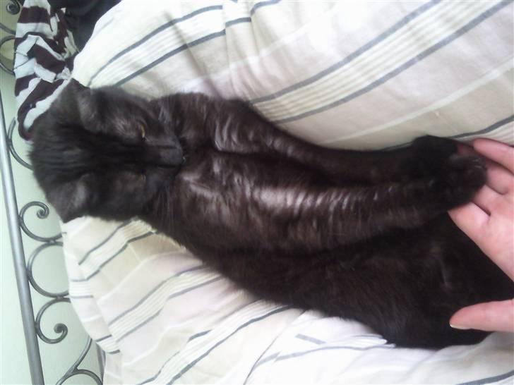 Blanding af racer Tia - morgenhygge.. billede 14