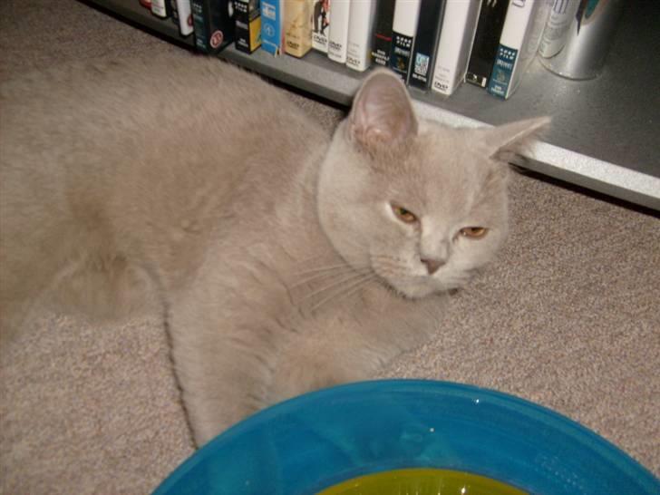 British Shorthair midas - midas leger billede 9