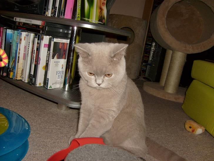 British Shorthair midas - midas leger billede 10