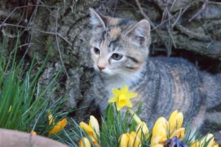 Huskat Sofie   (solgt) billede 10