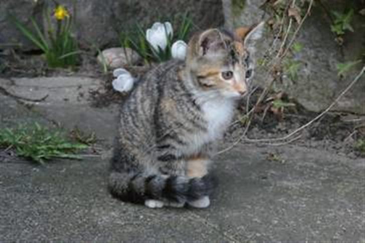 Huskat Sofie   (solgt) billede 11