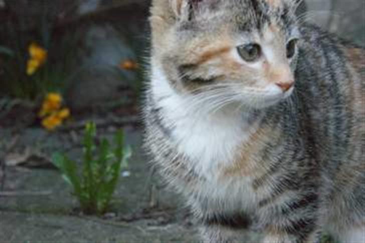 Huskat Sofie   (solgt) billede 12