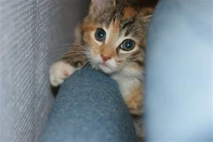 Huskat Sofie   (solgt) billede 13