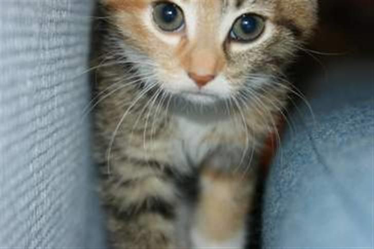 Huskat Sofie   (solgt) billede 14