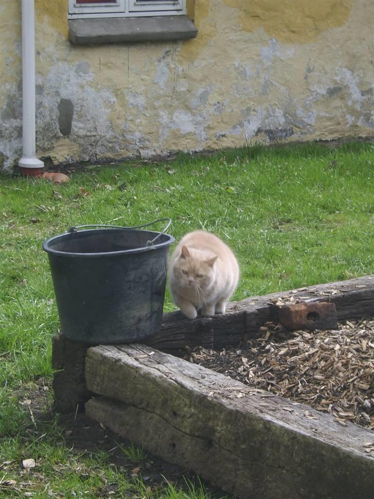 Blanding af racer Fifi billede 6