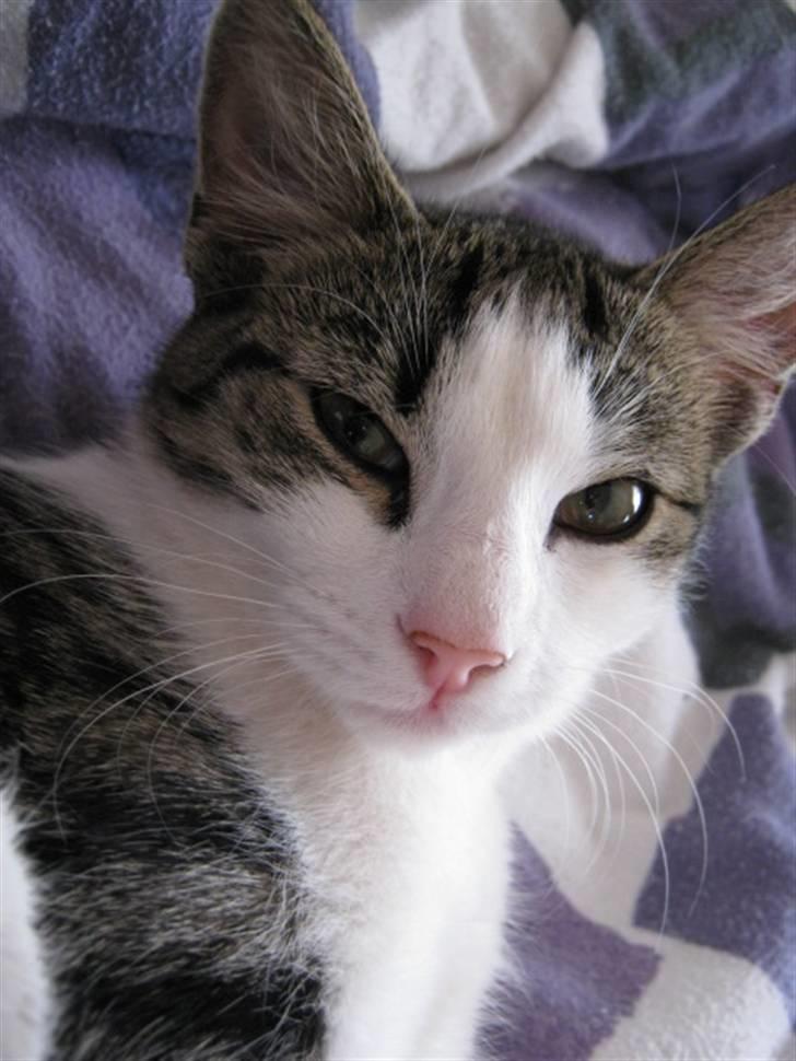 Huskat Felina(Y)<3 billede 1