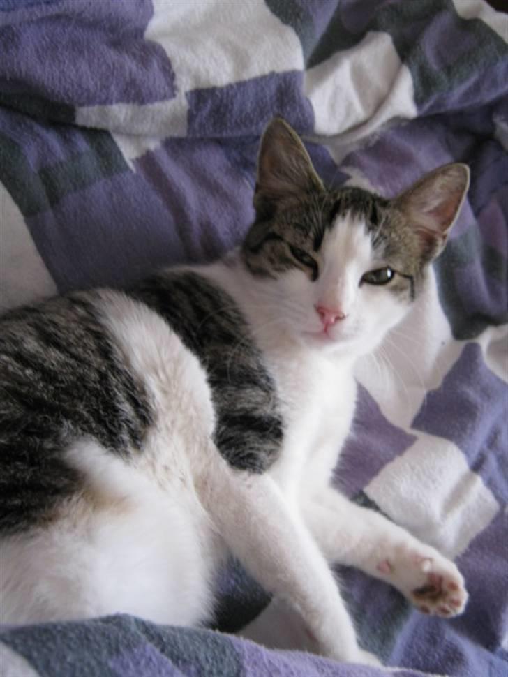 Huskat Felina(Y)<3 billede 2