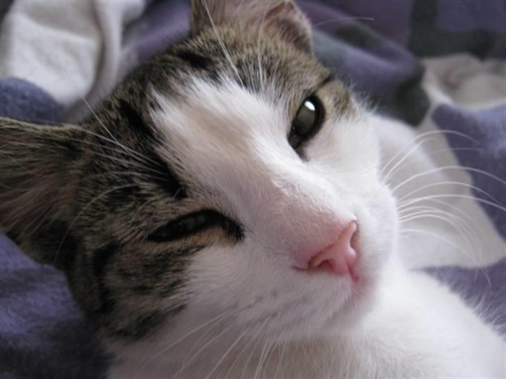 Huskat Felina(Y)<3 billede 3