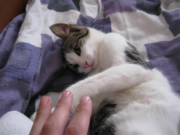 Huskat Felina(Y)<3 billede 4