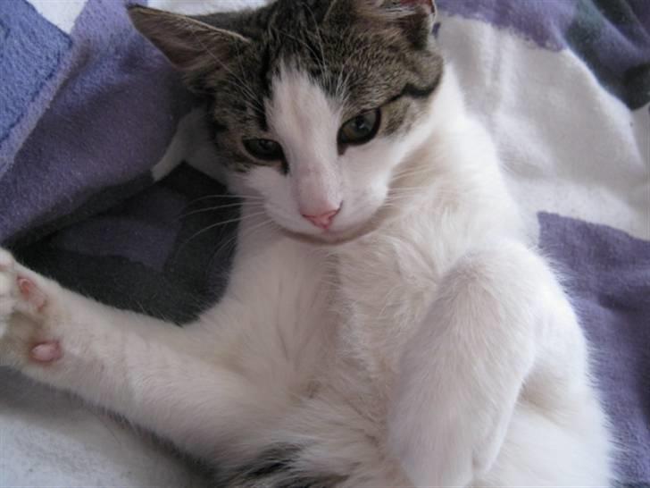 Huskat Felina(Y)<3 billede 5