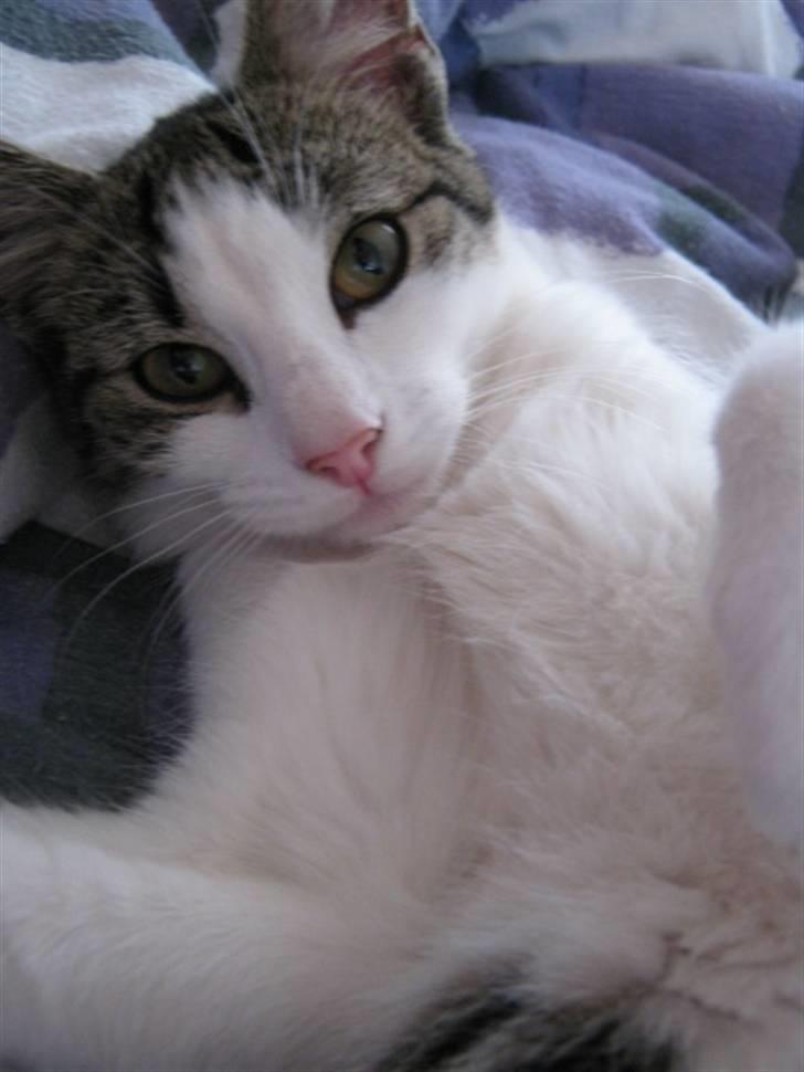 Huskat Felina(Y)<3 billede 6