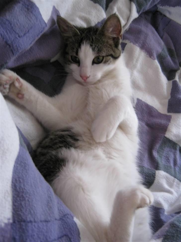 Huskat Felina(Y)<3 billede 7