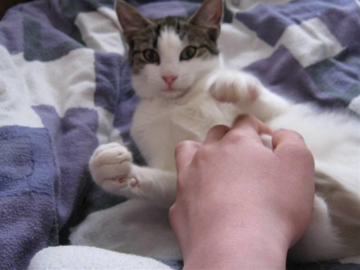 Huskat Felina(Y)<3 billede 8