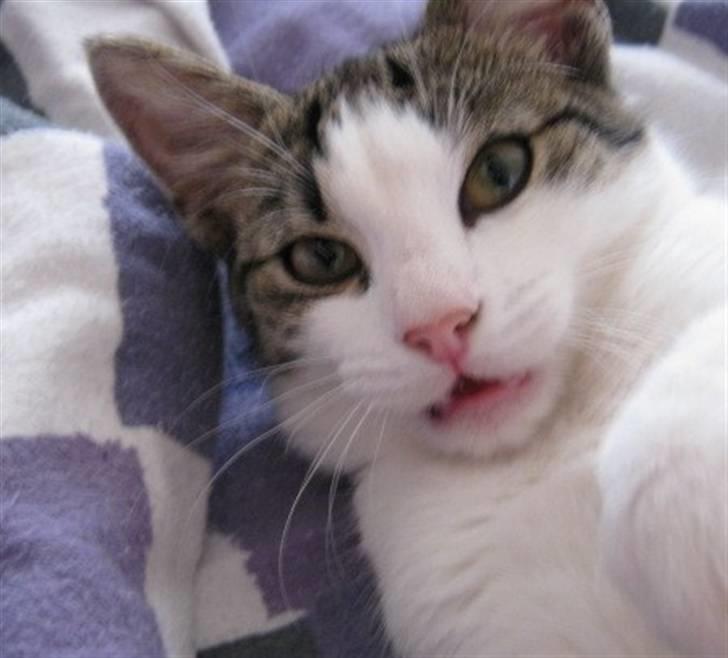 Huskat Felina(Y)<3 billede 9