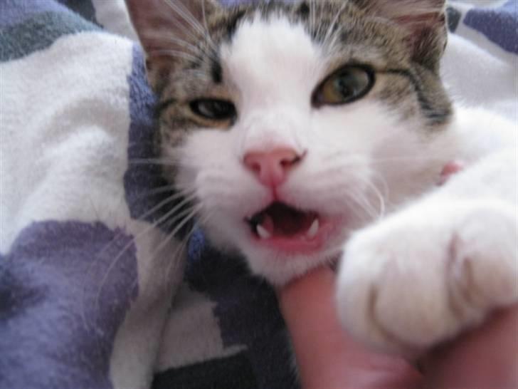 Huskat Felina(Y)<3 billede 10