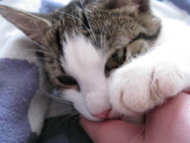 Huskat Felina(Y)<3 billede 11