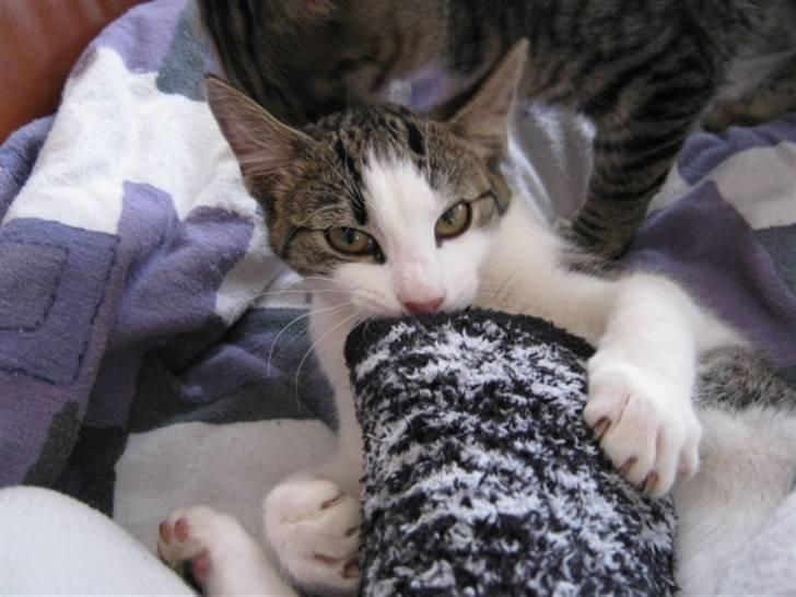 Huskat Felina(Y)<3 billede 12