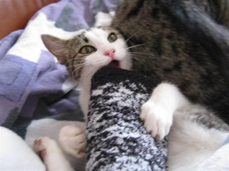 Huskat Felina(Y)<3 billede 13