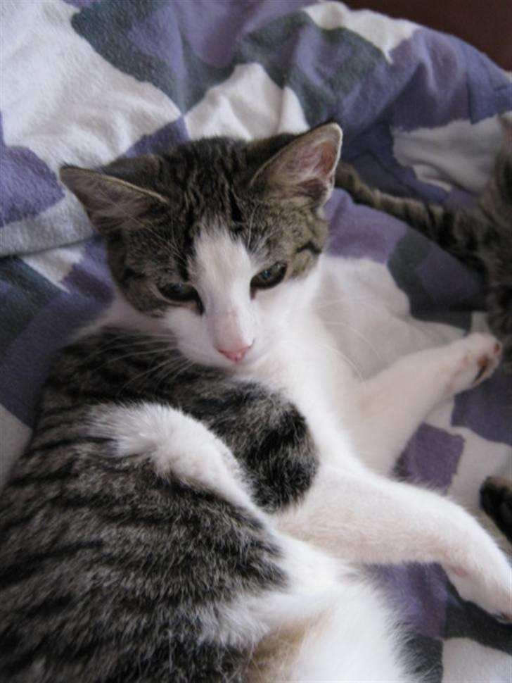 Huskat Felina(Y)<3 billede 14