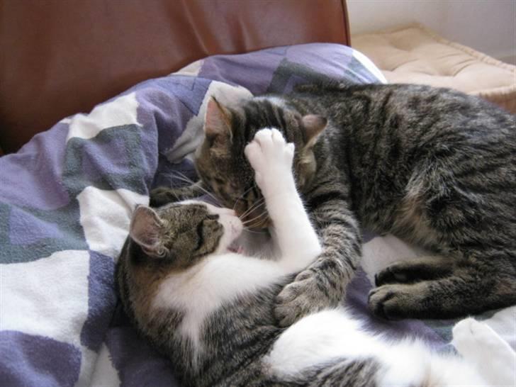 Huskat Felina(Y)<3 billede 15