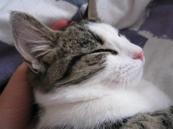 Huskat Felina(Y)<3 billede 16