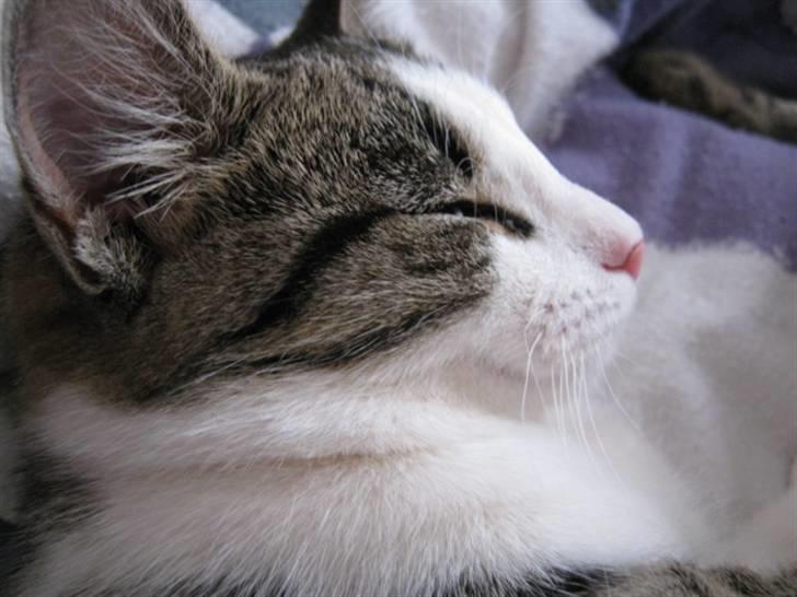 Huskat Felina(Y)<3 billede 18