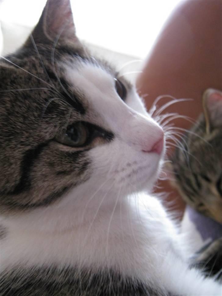 Huskat Felina(Y)<3 billede 19