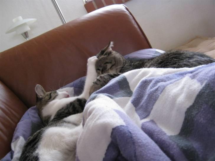 Huskat Felina(Y)<3 billede 20