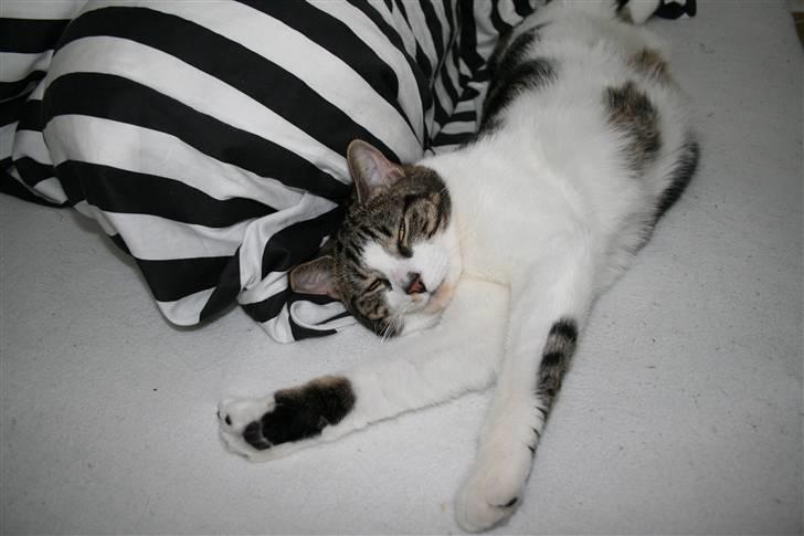 Huskat Oswald billede 3