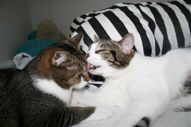 Huskat Oswald billede 5