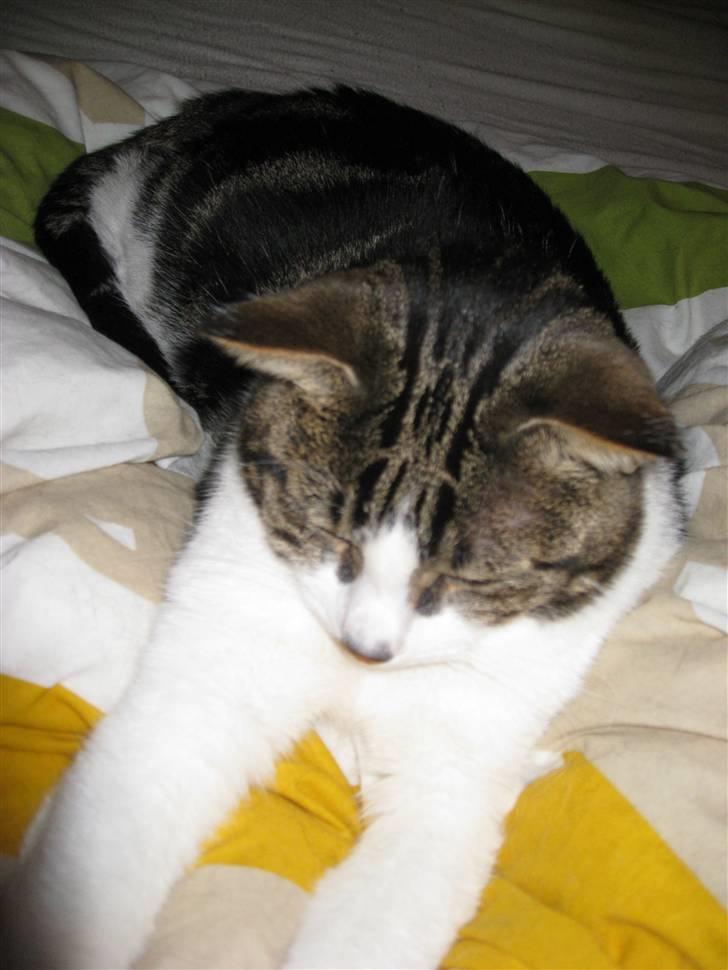 Huskat Oswald billede 7