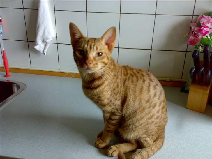 Ocicat Ozzy billede 2