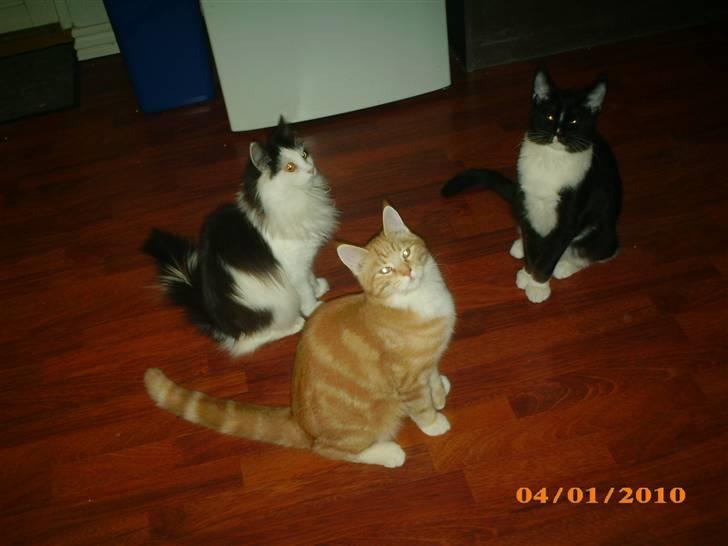 Blanding af racer Lucifer billede 15