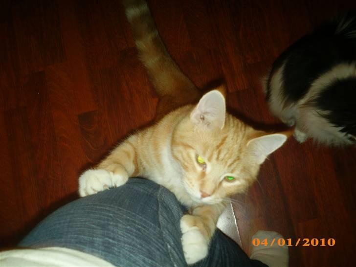 Blanding af racer Lucifer - Gør lidt ondt når han gør det der ;) billede 16