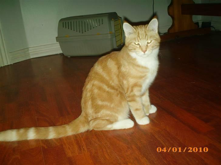 Blanding af racer Lucifer billede 17