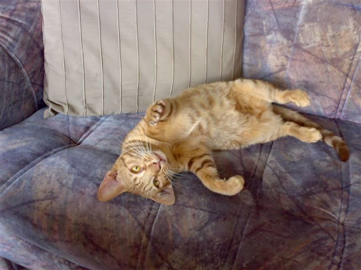 Ocicat Ozzy billede 3